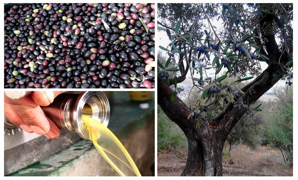 زراعة أشجار الزيتون مهنة تمارس بحب وشغف في تيزي وزو