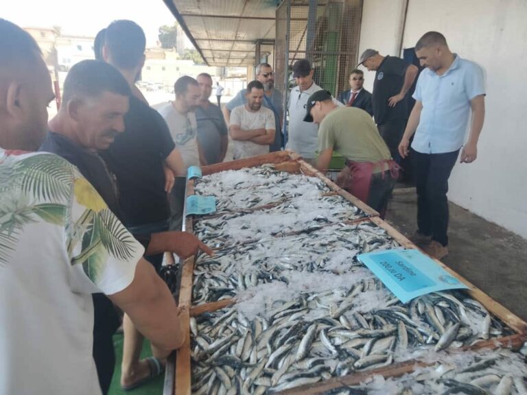 الجزائر العاصمة : فتح 6 نقاط بيع مباشر لمنتجات الصيد البحري وتربية المائيات