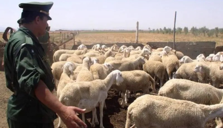 معسكر : الدرك الوطني يسترجع 112 رأس غنم مسروقة بمطمور