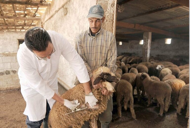 الشلف : انطلاق حملة مجانية لتلقيح الماشية ضد مرض الجدري عند الأغنام والماعز