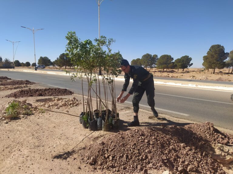 النعامة : الشروع في توزيع 09 آلاف شجيرة من أجل مدينة خضراء