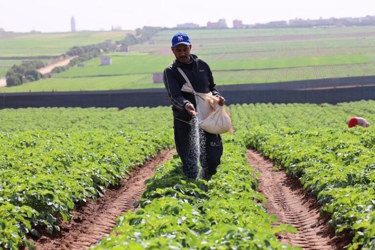 الشلف : فلاحو سنجاس يطالبون بتدخل السلطات لتسهيل عملية تزويدهم بالحبوب