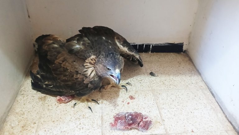 شرطة البويرة : توقيف شخص خطير مع إسترجاع مجموعة من الحيوانات والطيور المحمية