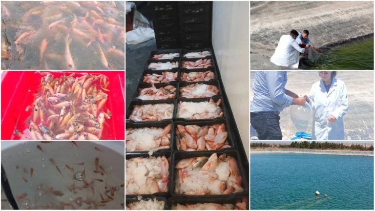 وهران.. ديناميكية جديدة في تربية البلطي الأحمر و آفاق واعدة للاستثمار