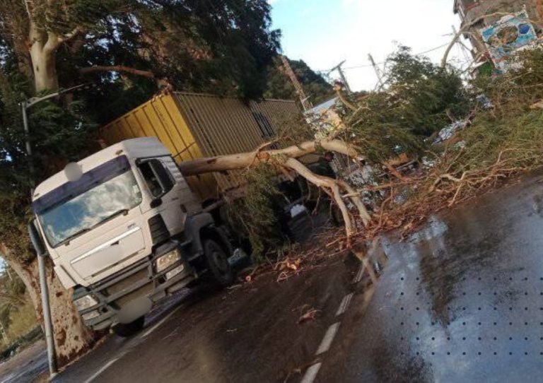 حادث مادي نتيجة سقوط شجرة على الطريق الوطني رقم 43 بجيجل