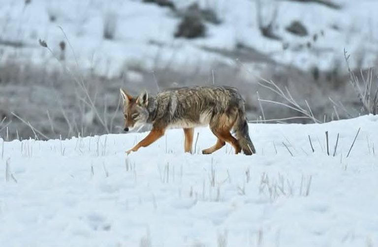 برج بوعريريج | العقعاق المغاربي والذئب الذهبي الإفريقي يظهران وسط الثلج في أعالي برج زمورة
