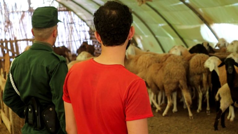 الدرك الوطني بالعاصمة يسترجع 29 رأس غنم ويطيح بشبكة سرقة مواشي