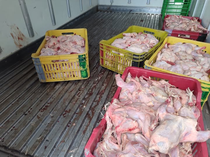 شرطة قالمة تحجز أكثر من 100 كغ من اللحوم البيضاء غير صالحة للإستهلاك