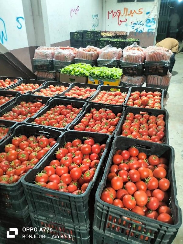 توفر واسع للخضر والفواكه بسوق الجملة الجهوي عين البيضاء بولاية ورقلة