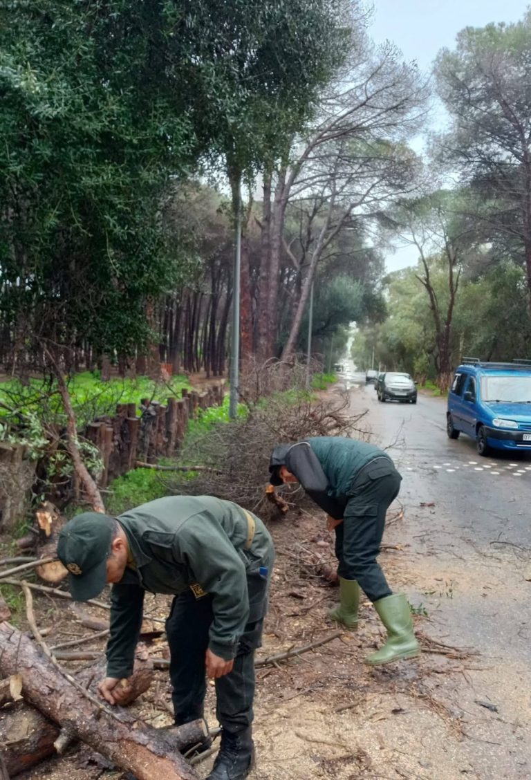 تدخلات ميدانية لإزالة مخلفات الرياح القوية بولاية الجزائر