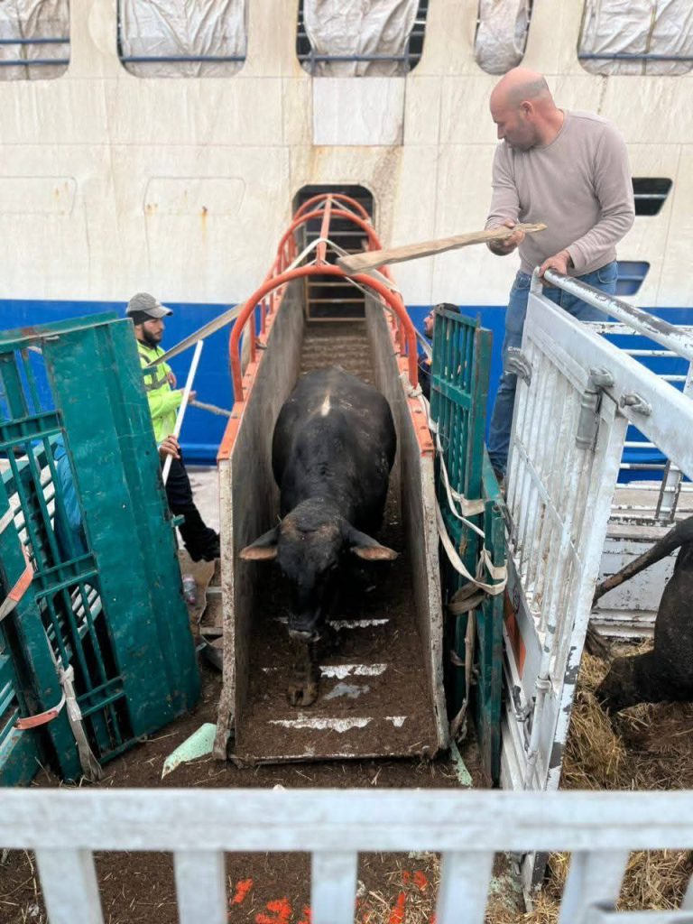 رسو سفينة بميناء بجاية تحمل 2024 رأس من العجول القادمة من البرازيل لتوفير اللحوم