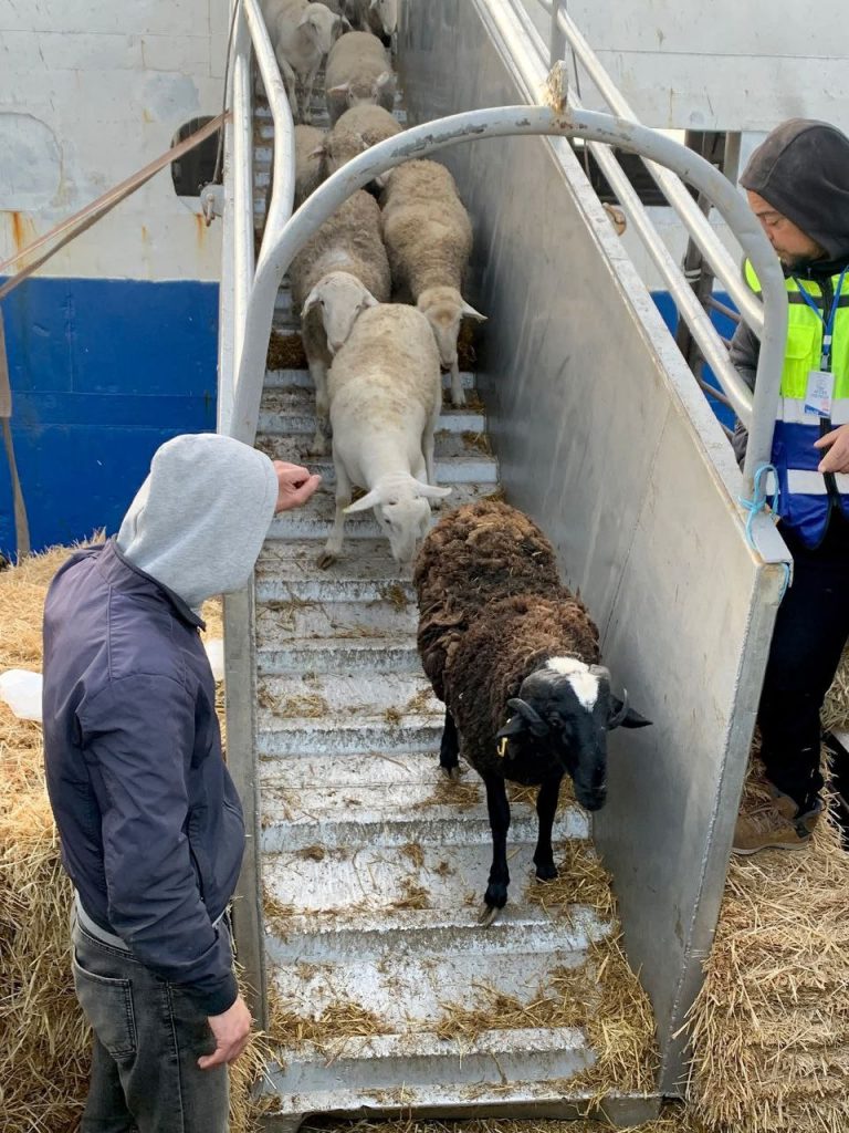 ميناء بجاية يستقبل سفينة محملة بـ 6.397 رأس أغنام من إسبانيا