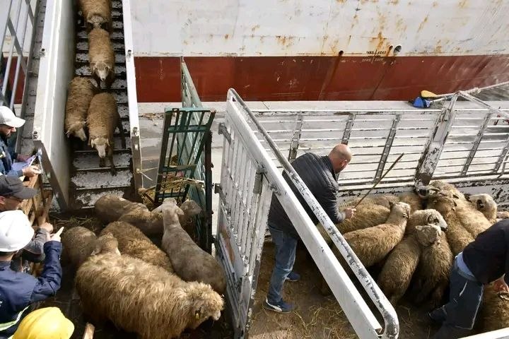 رسو باخرة محمّلة بالأغنام بميناء الجزائر في إطار دعم تموين السوق الوطنية