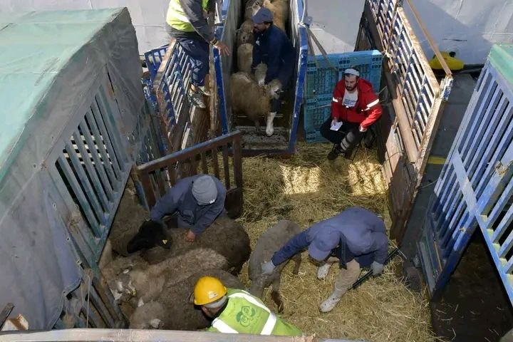 وصول شحنة جديدة من الأغنام المستوردة إلى ميناء الجزائر