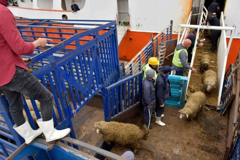 ميناء الجزائر: رسو باخرة “Mariona” محمّلة بالأغنام المستوردة