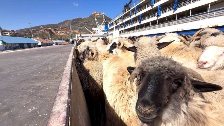 وهران تستقبل الدفعة الرابعة من الأغنام المستوردة لتعزيز تموين السوق تحسبًا لعيد الأضحى