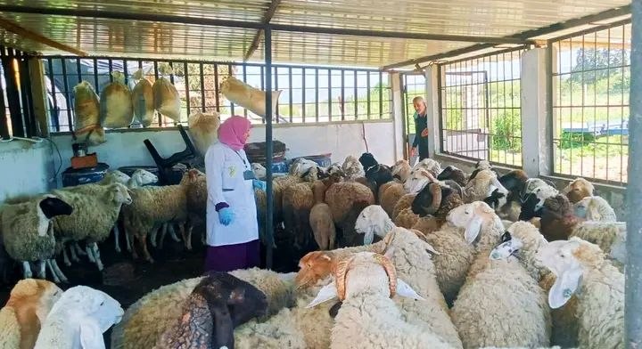 حملات بيطرية مكثفة بالطارف لمراقبة صحة الأغنام تحسبًا لعيد الأضحى