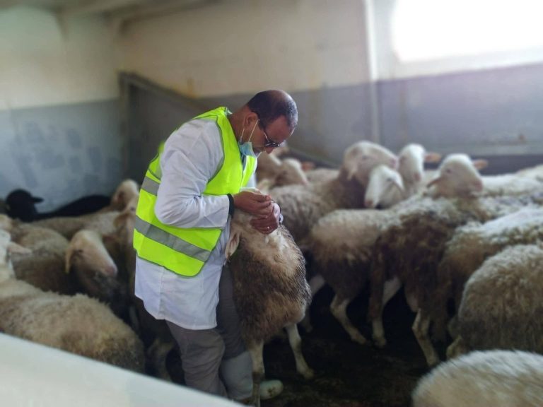 متابعة الحالة الصحية للأغنام المستوردة بمركز الحجر الصحي بجيجل