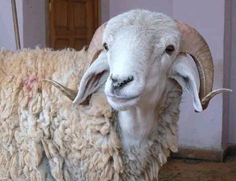 إطلاق منصة رقمية جديدة لتنظيم اقتناء أضاحي العيد المستوردة