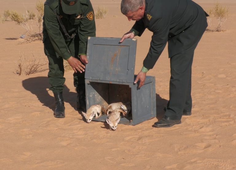الدرك الوطني بورقلة يسترجع 05 حيوانات محمية مهددة بالانقراض من صنف الفنك الصحراوي