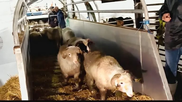 وصول باخرة إلى سكيكدة محملة بـ 9400 رأس غنم من رومانيا