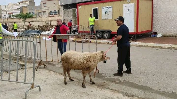 انطلاق عملية بيع الأضاحي المستوردة بولاية مستغانم