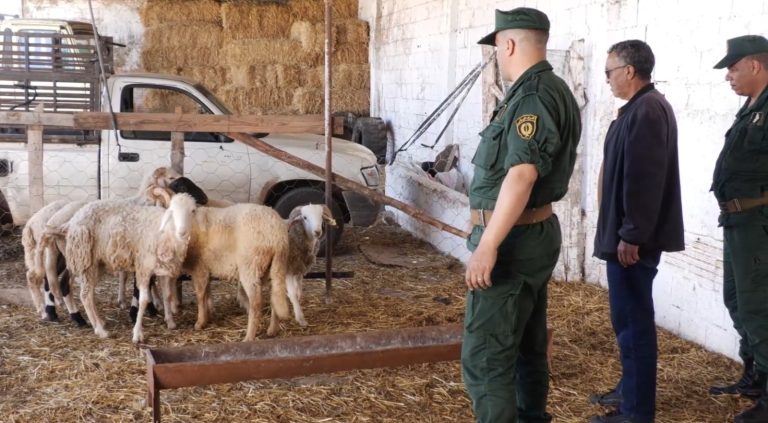 الدرك الوطني بـوهران ينجح في توقيف شخصين واسترجاع رؤوس أغنام مسروقة خلال عملية أمنية