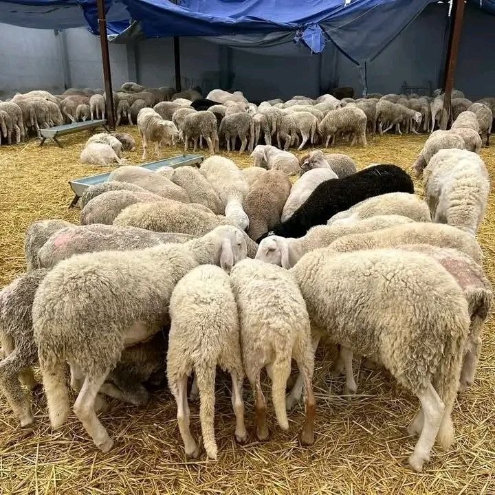 تنظيم عملية بيع أضاحي العيد المستوردة بالقنار نشفي