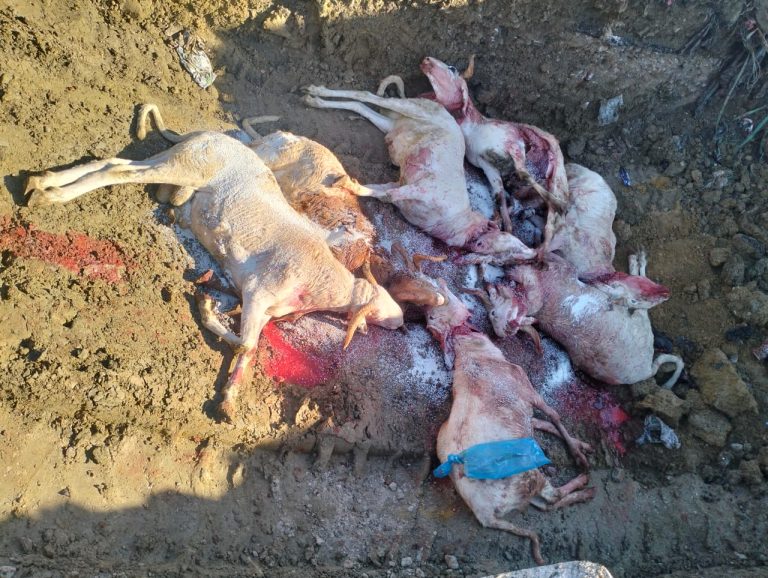 الدرك الوطني بأم البواقي يحجز ويُتلف 7 رؤوس أغنام غير صالحة للاستهلاك بسيقوس