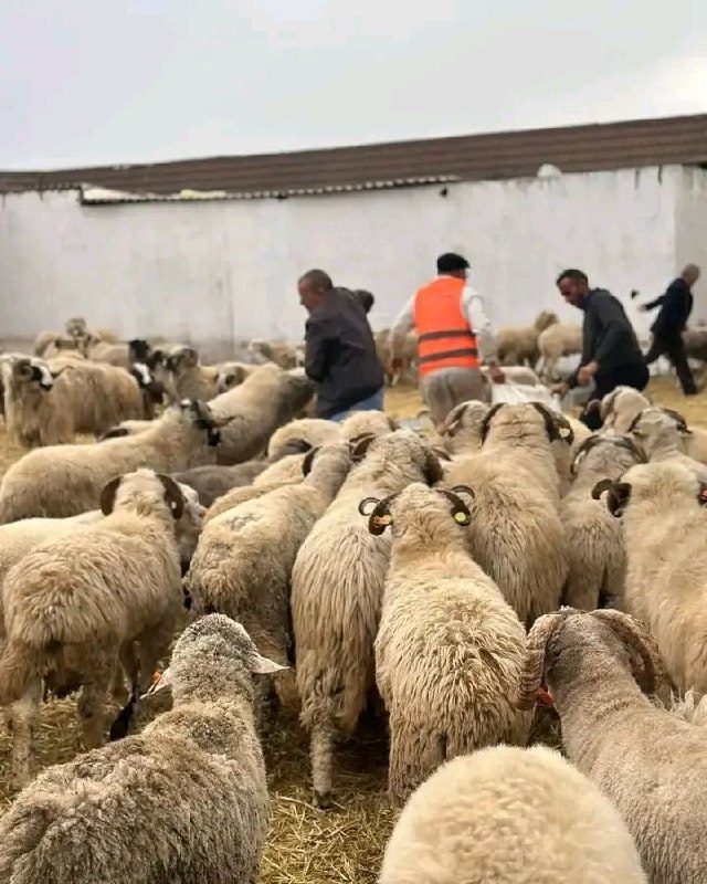 تنظيم محكم لعملية تسليم أضاحي العيد عبر مختلف الولايات