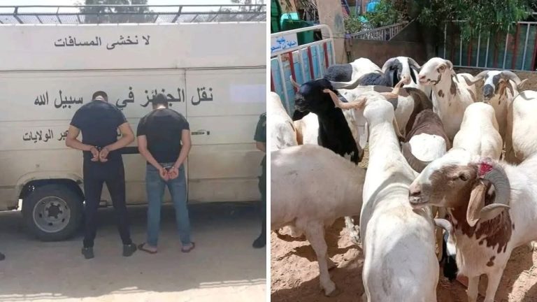 غرداية وحدات الدرك_الوطني تحبط محاولة تهريب أغنام غير صالحة للاستهلاك قبل عيد_الأضحى
