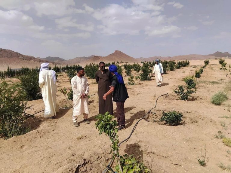 تمنراست مشاريع فلاحية واعدة بتازروك وتطور ملحوظ في شعبة الأشجار المثمرة